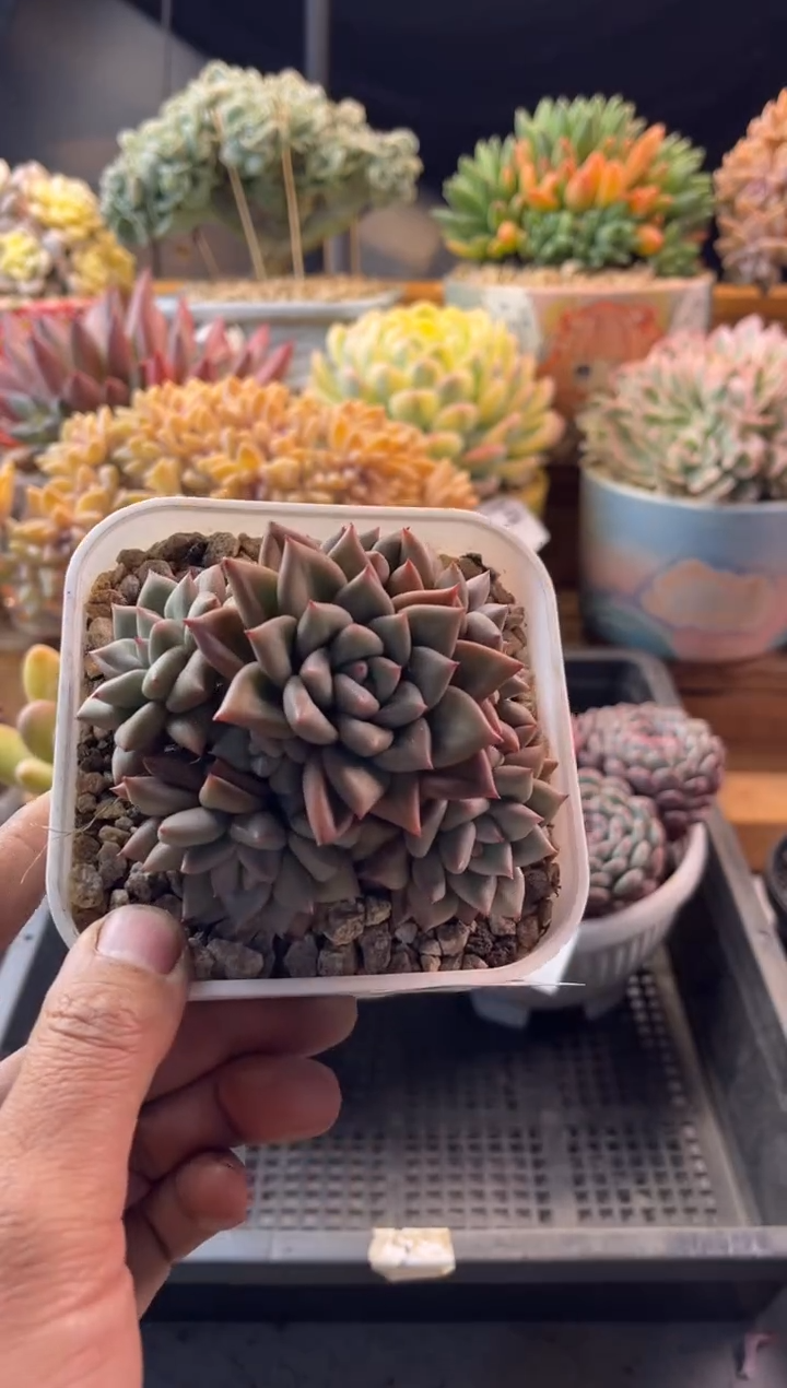 39黄金象牙11111111111111