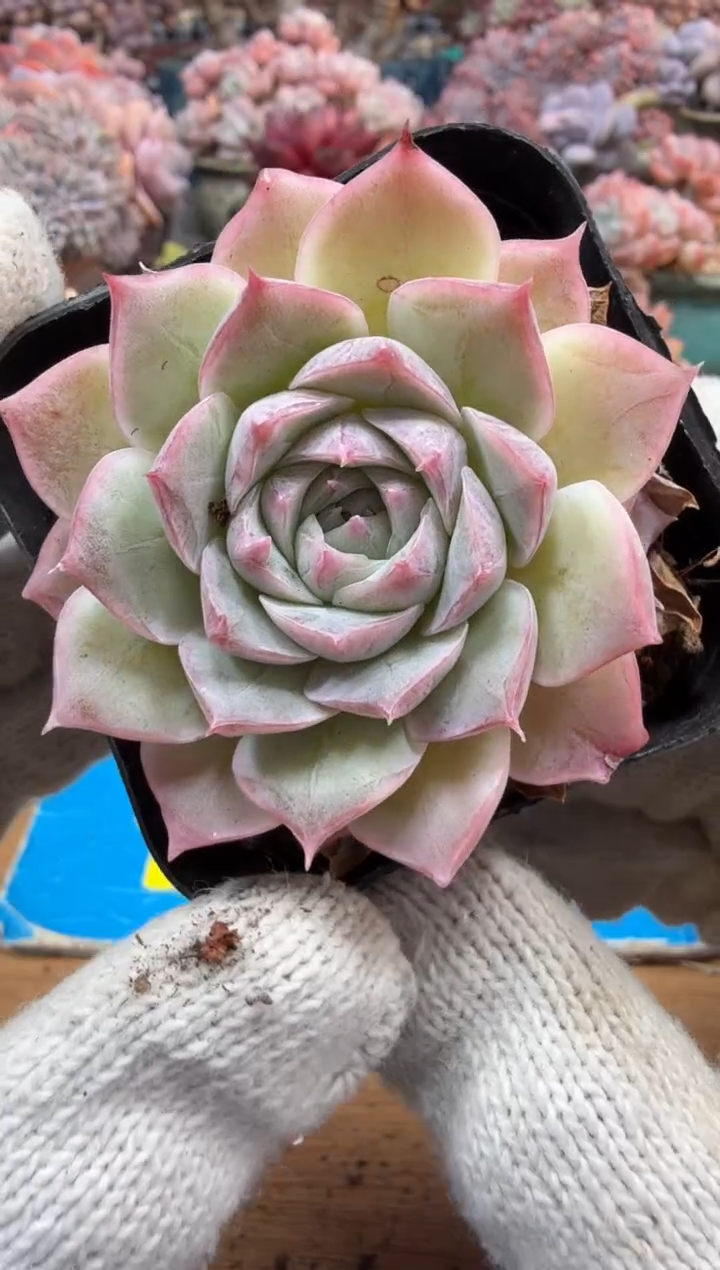 东云多肉园三号店-286