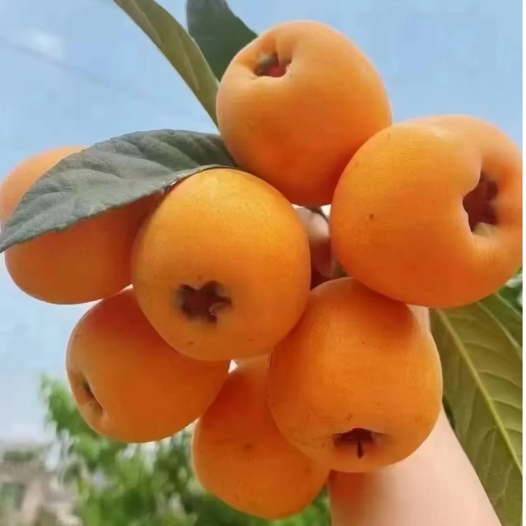 【带杯发货】五星枇杷果苗