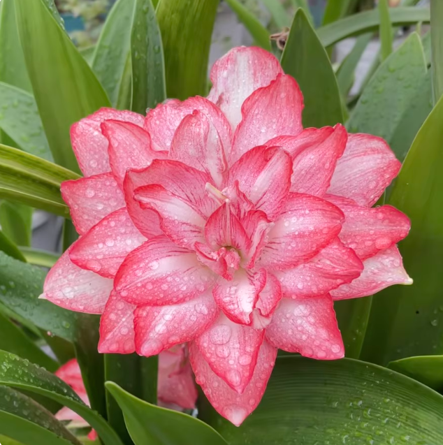 【帝卡梦露】现货重瓣朱顶红种球荷兰朱四季种植 明月花卉