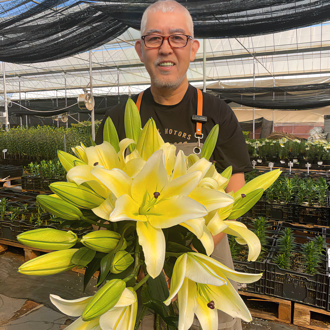 【木门】20/22 OT系列香水百合种球种植进口鲜花种球四季栽种