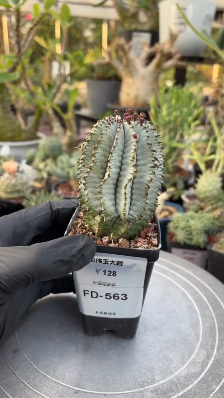 魁伟玉大戟FD-563