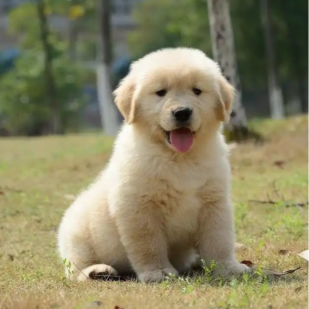 金毛活体幼犬可爱狗狗