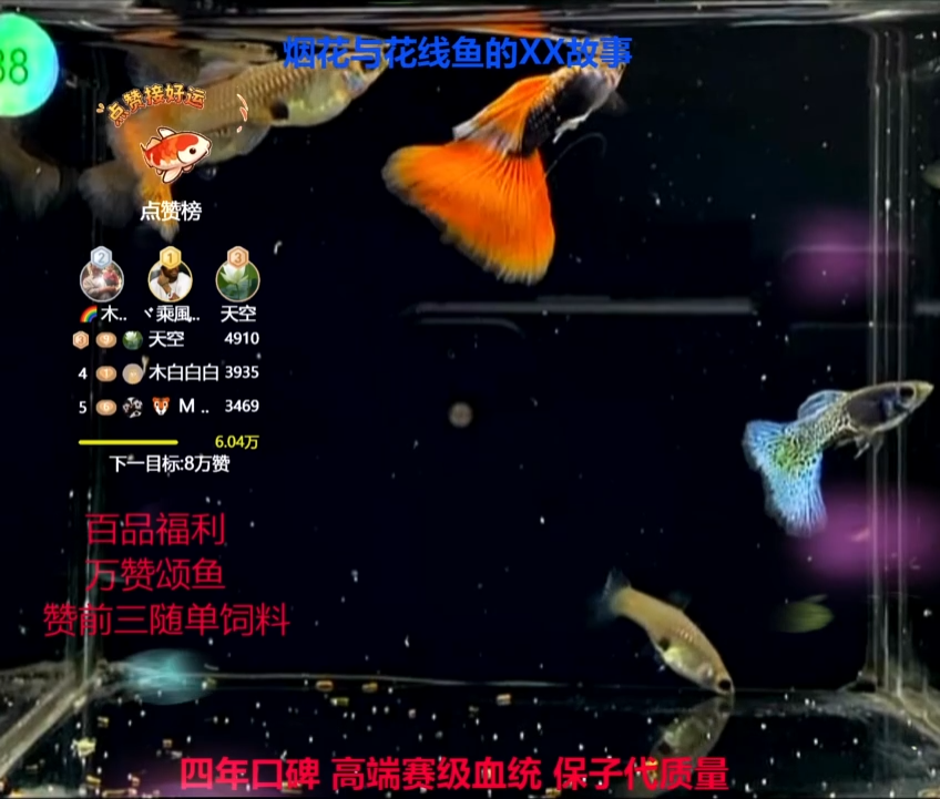 孔雀鱼路****猪品相全家福3对体验福利