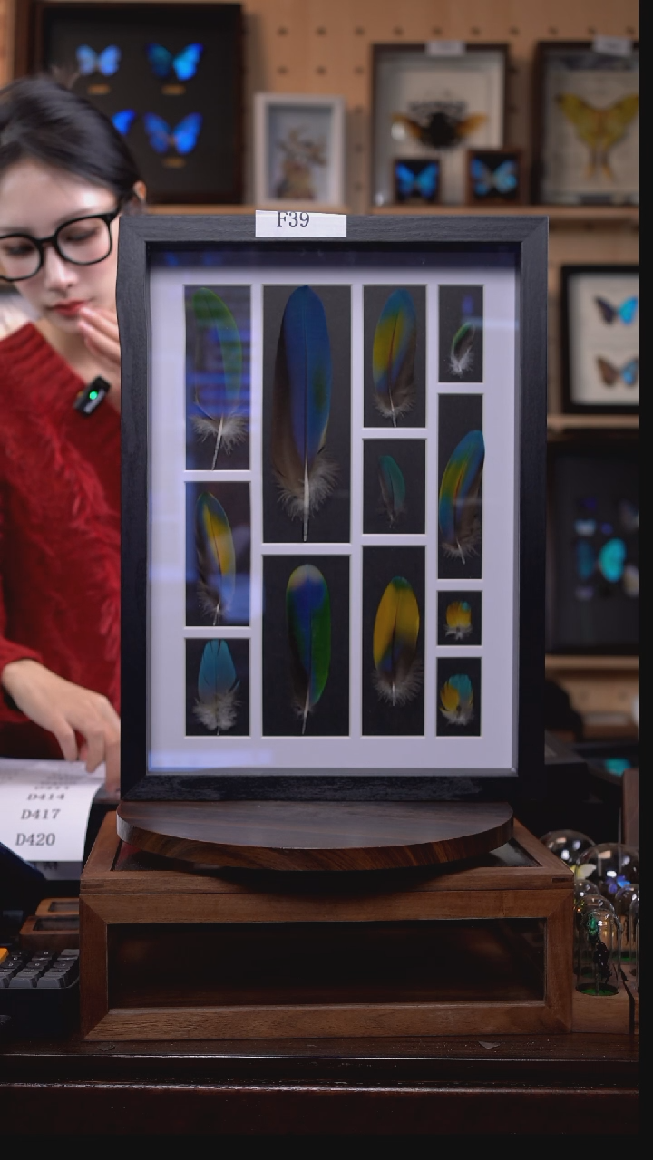 动物标本摆件竞拍f39