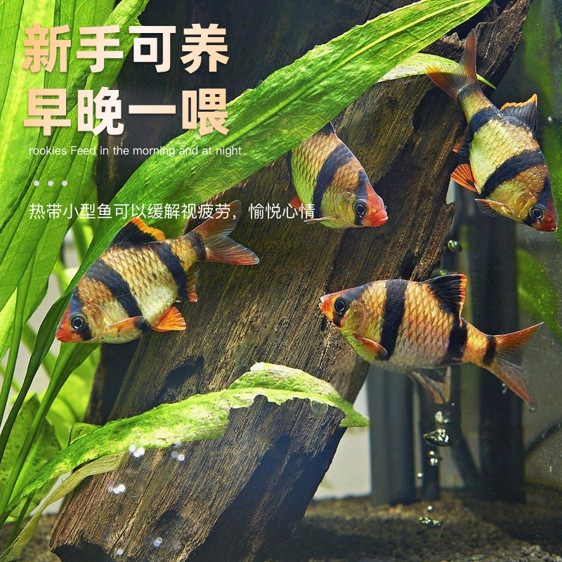 新手好养虎皮鱼荧光虎皮绿虎皮孔雀鱼混养热带鱼观赏鱼小型观赏鱼
