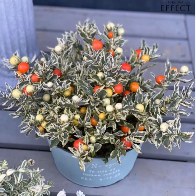 花叶冬珊瑚  盆栽观叶观果植物