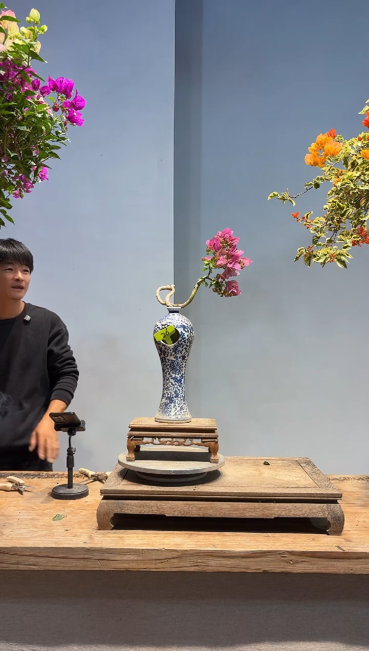 以实际为准美**?三角梅26