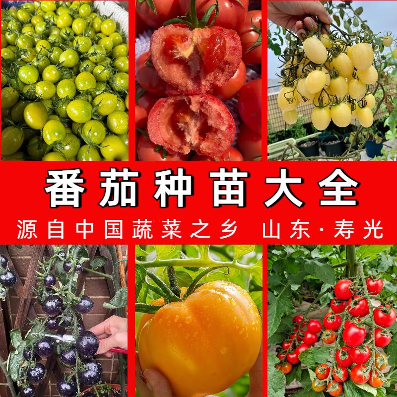 各种番茄苗大全西红柿秧苗圣女果苗四季盆栽山东寿光蔬菜柿子苗