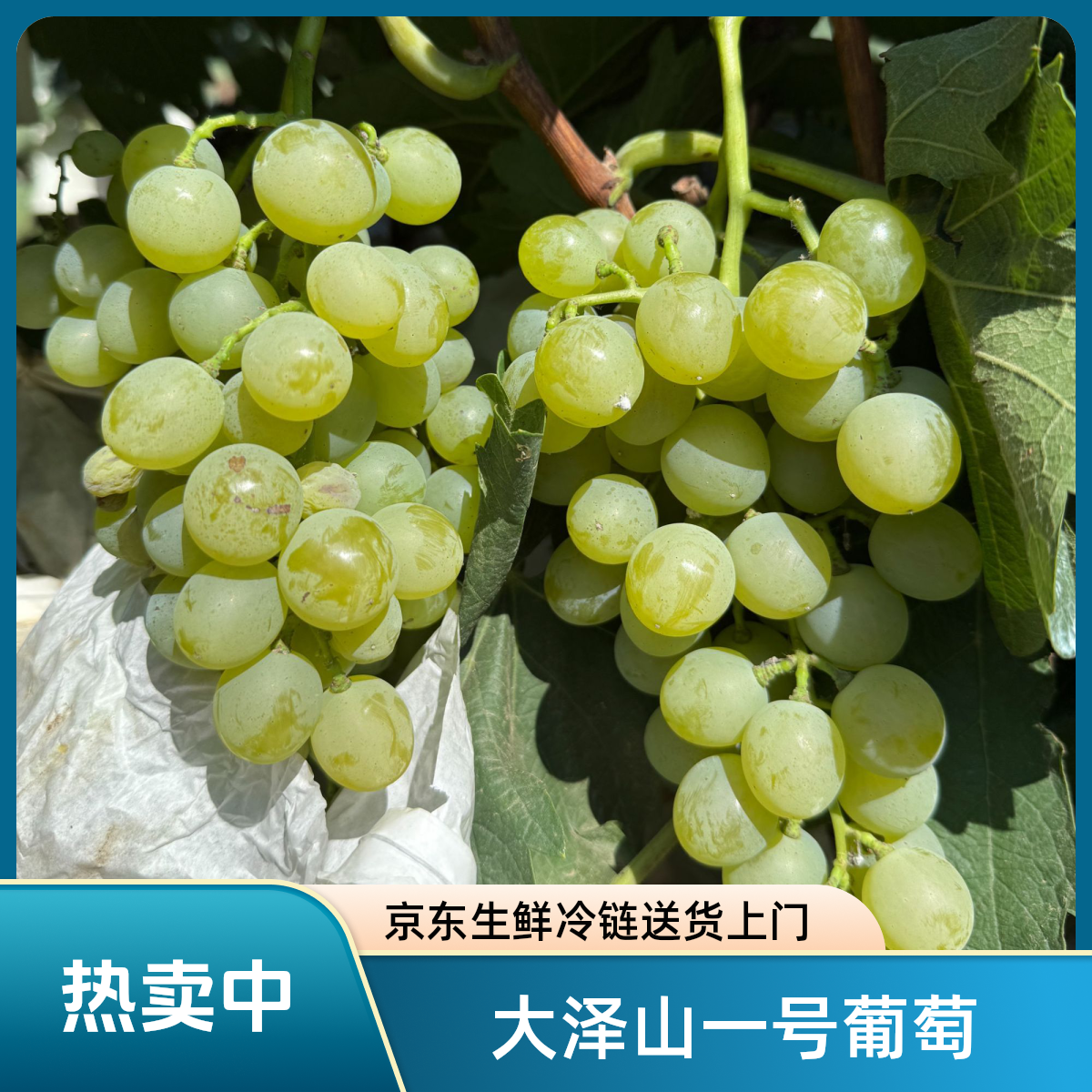 正宗大泽山一号白玫瑰水晶葡萄新鲜现摘现发孕妇水果