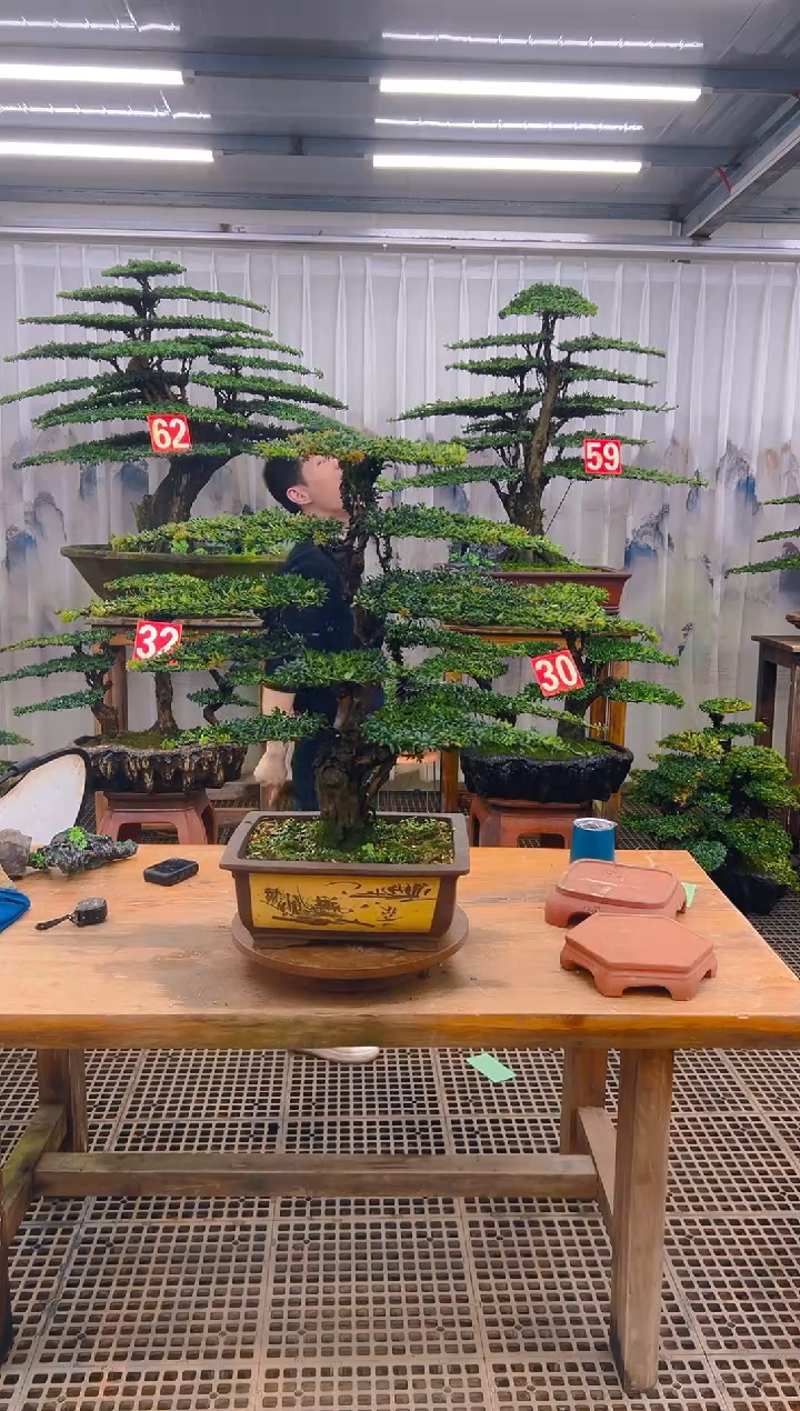 无花朵精品盆景直播间一物一 拍