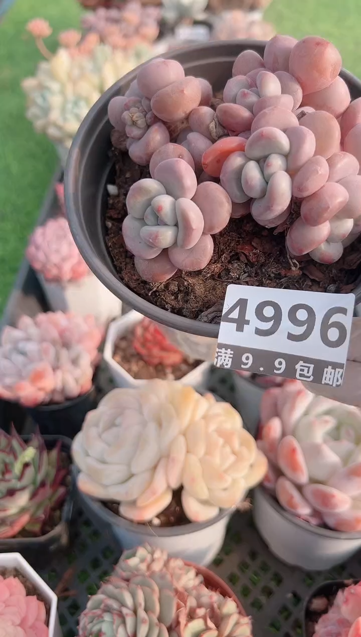 【闪购商品】信福多肉一物一拍