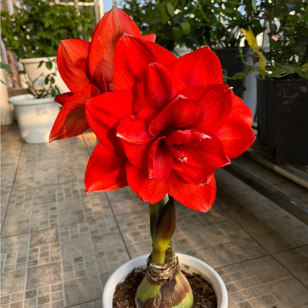 朱顶红 双王 双皇 国王 （表皮有磕碰） 包对版不包养护