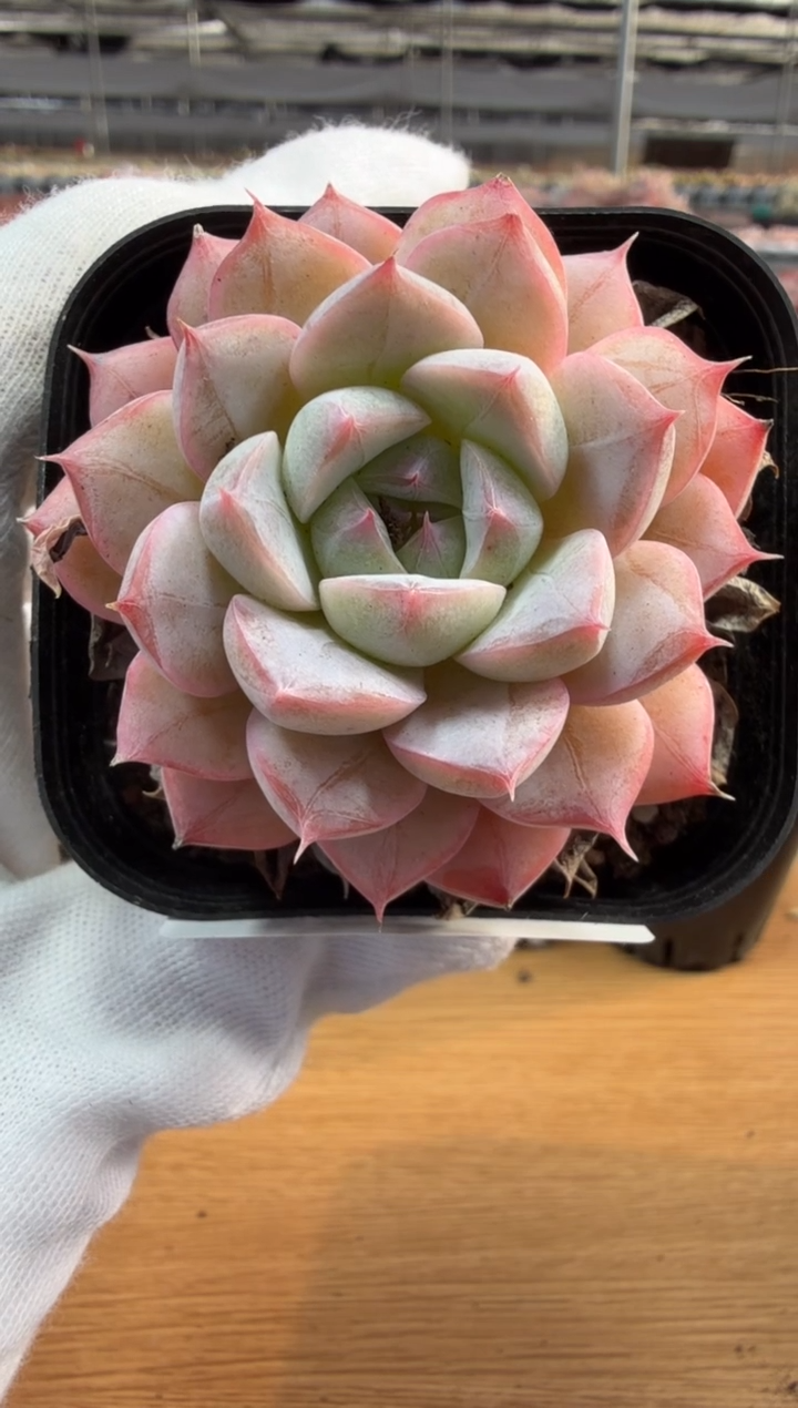 东云多肉园三店-131