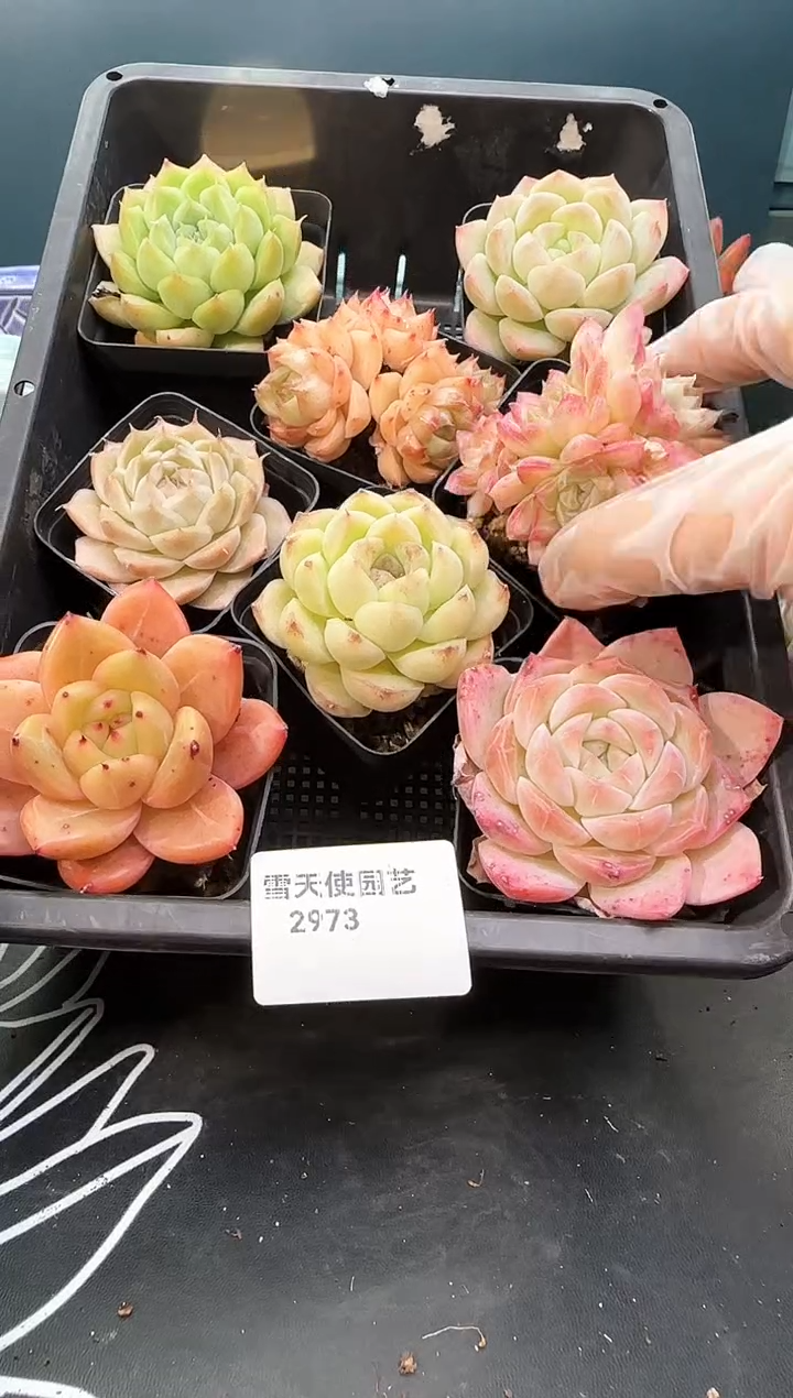 2 973  多肉 8  颗