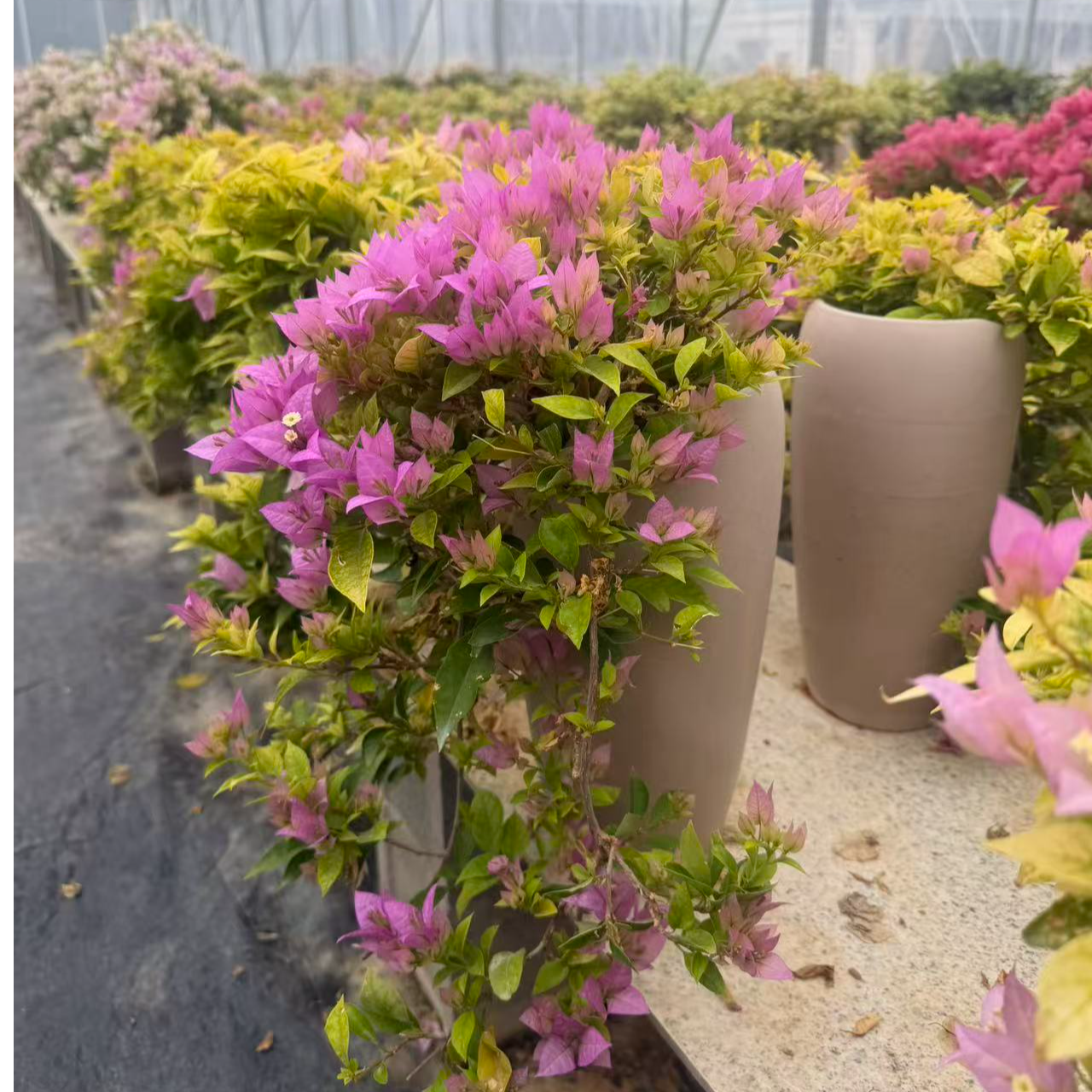 【粉红豹】瀑布三角梅四季开花好养室内外勤花爆花带盆土包邮