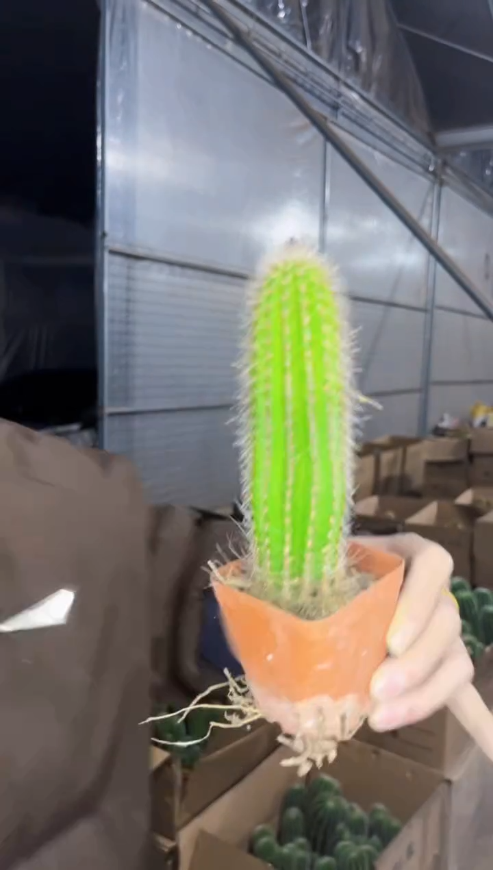 【闪购商品】鹿角柱