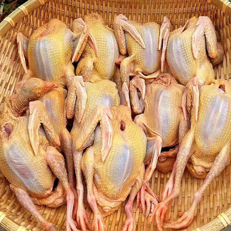 5年以上老鸽子买三送一单只净重八两九两到一斤杂粮散养顺丰包邮