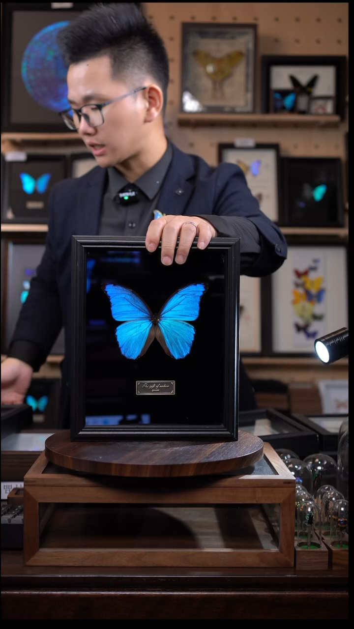 大蓝闪蝶黑绒底版10寸欧式框（带证书）