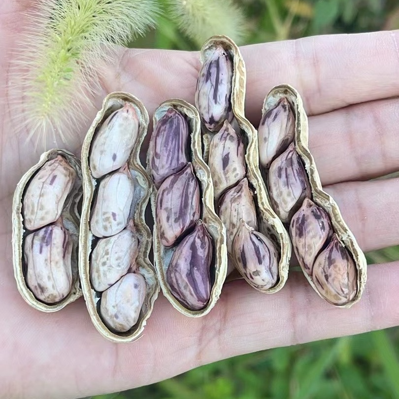 2025年龙岩七彩花生湿烤淡咸干脆带壳休闲零食