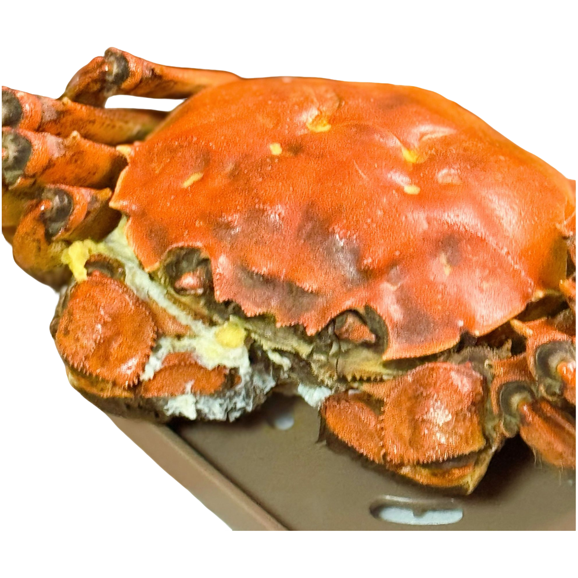 【8送8只】江苏洪泽湖螃蟹1.1-1.3两六月黄家庭装顺丰包邮不捆扎偶有簖腿W1