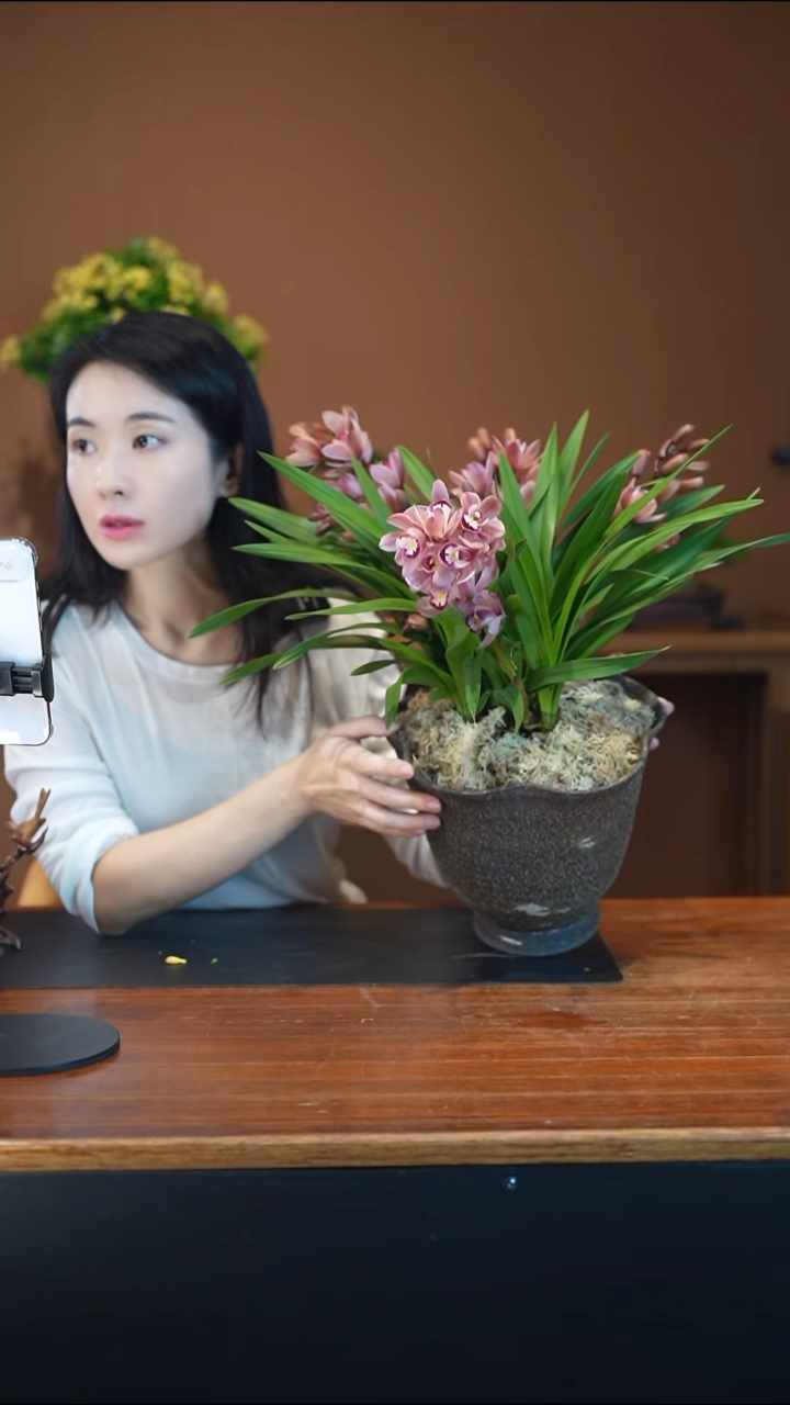 全部花朵阿诗玛盆景盆景盆景