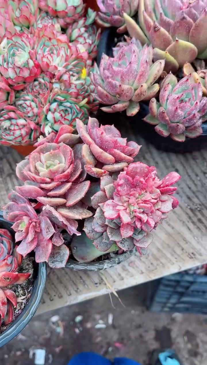 【闪购商品】07199