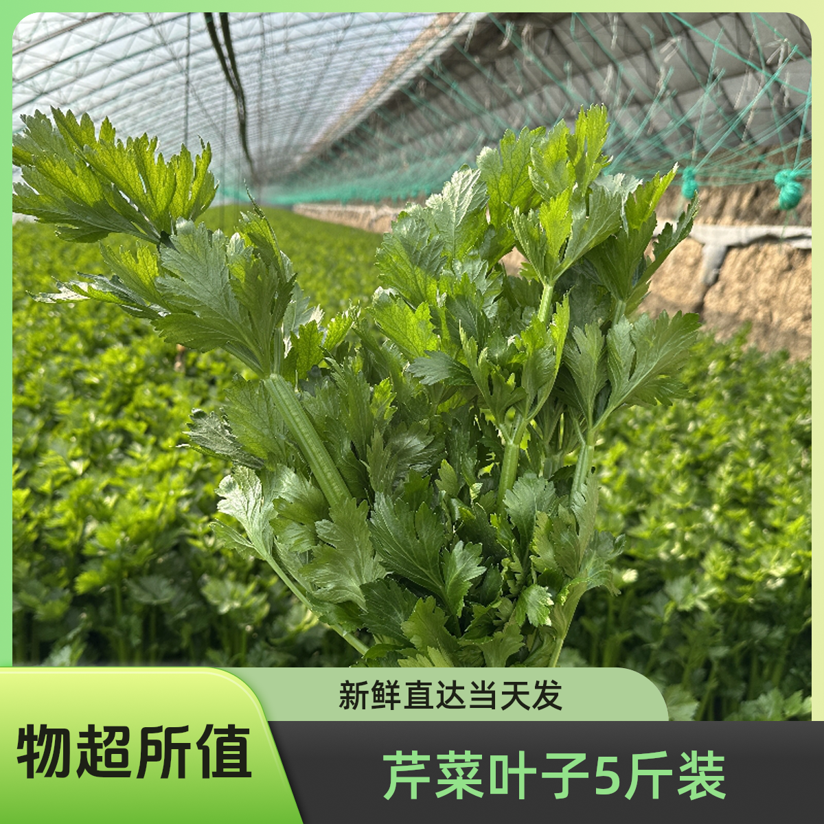 【芹菜叶子】5斤装 （保温袋发货）蒸菜剁饺馅凉拌