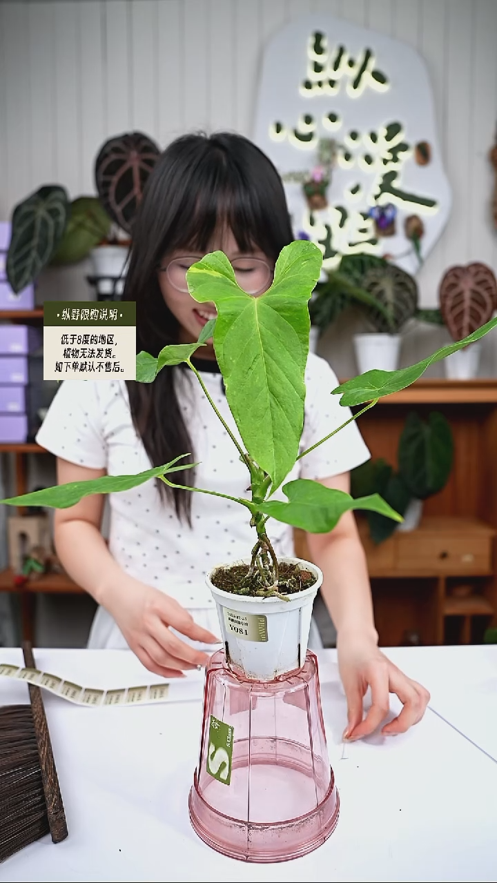 完全开放Y81巴劳恩