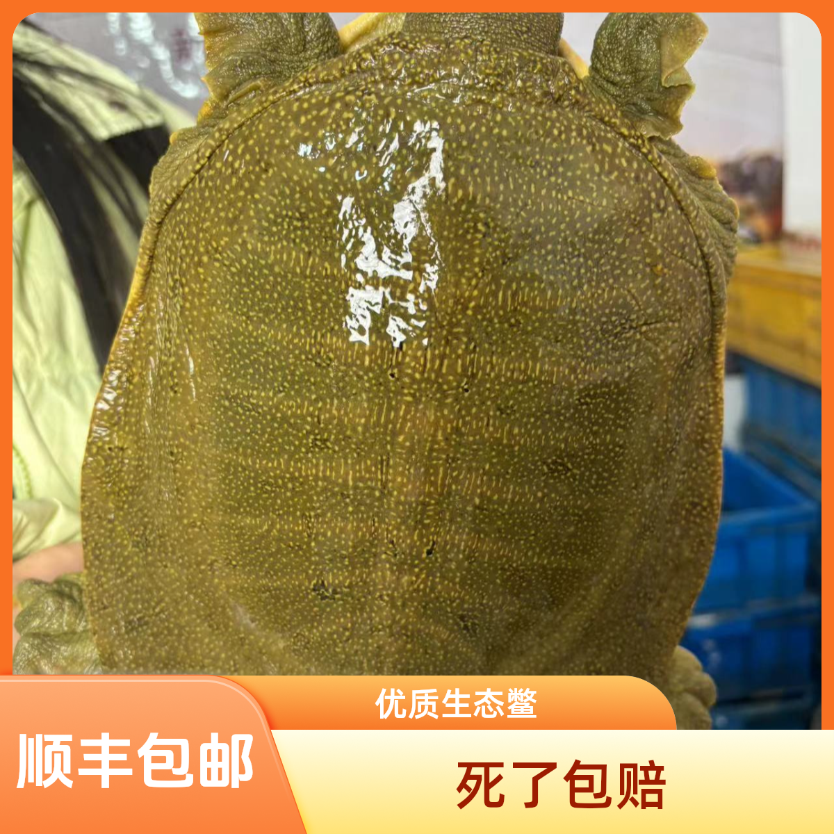 福利外塘生态两只共5斤优质生态成品称重老鳖生长挑选优质生态
