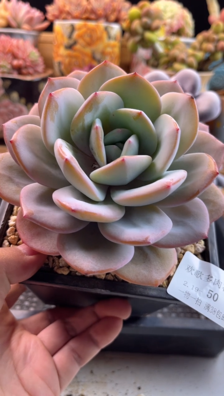 【闪购商品】2.19-50奶茶