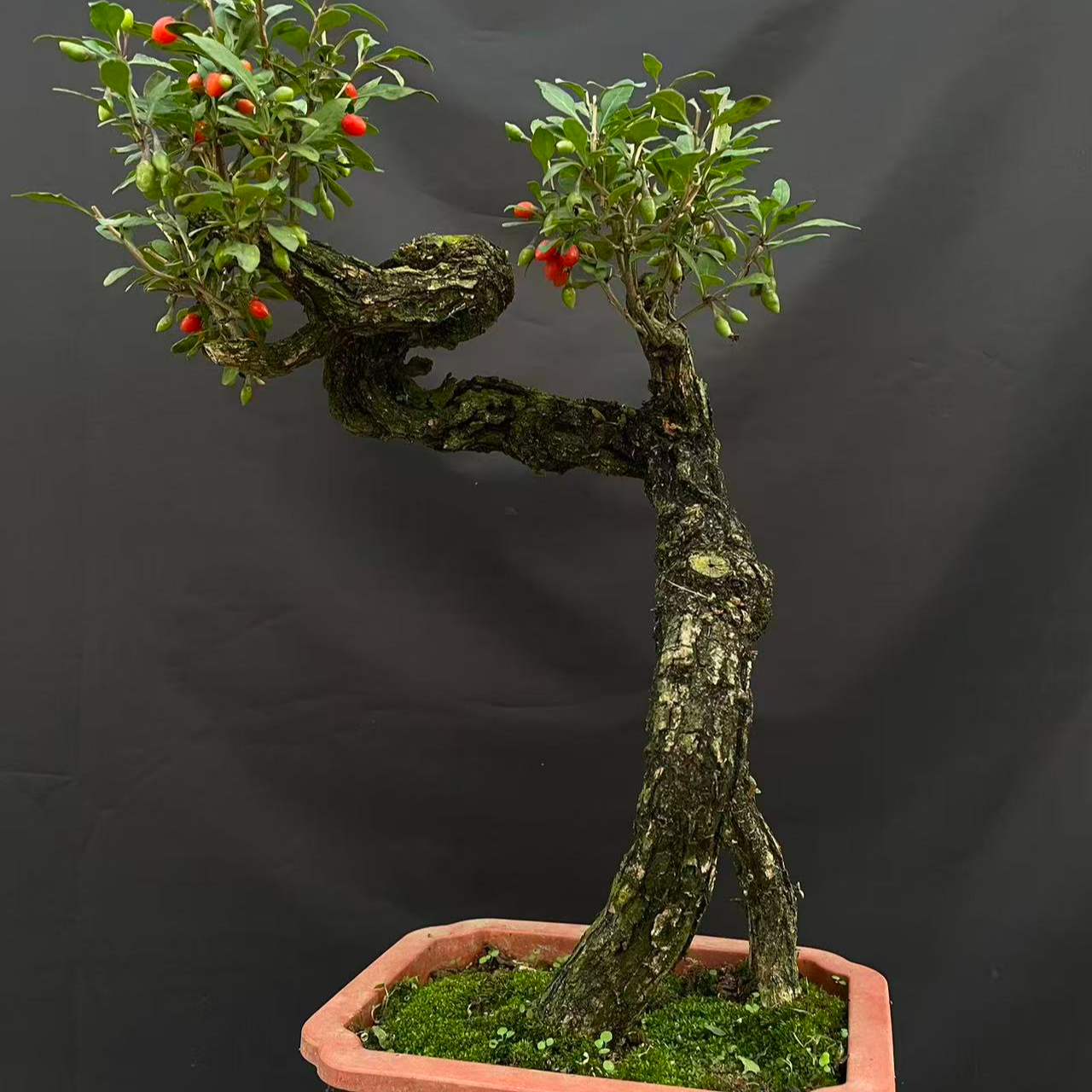 枸杞15-220付款专用图片非实物以直播间拍品为准