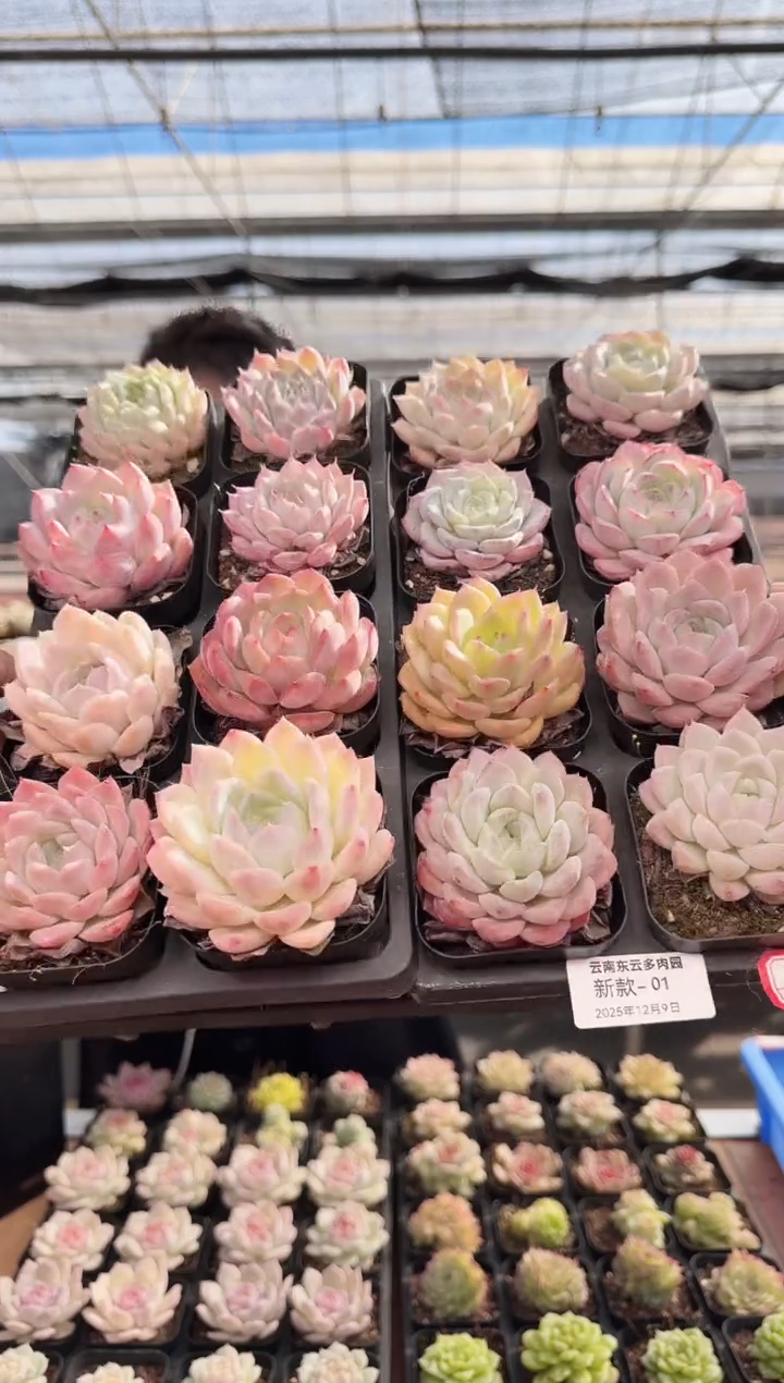东云多肉园新款-01