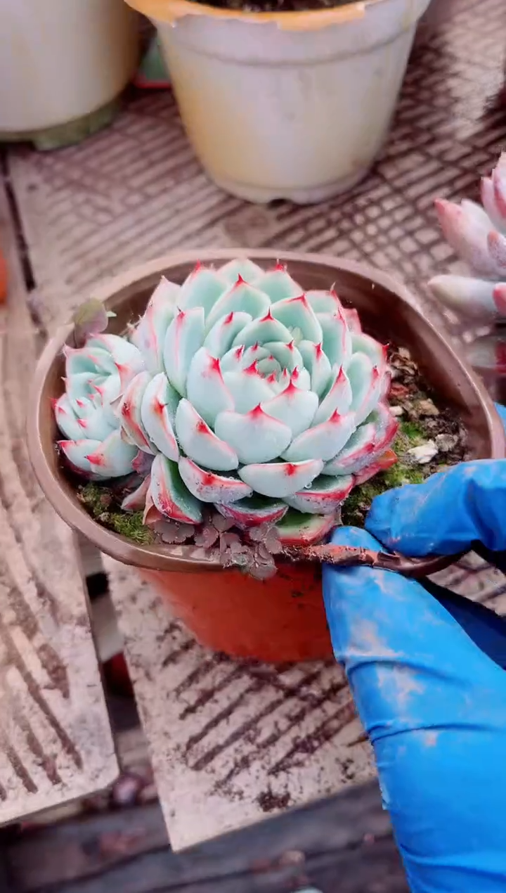 柚*茶跃跃精品多肉26185