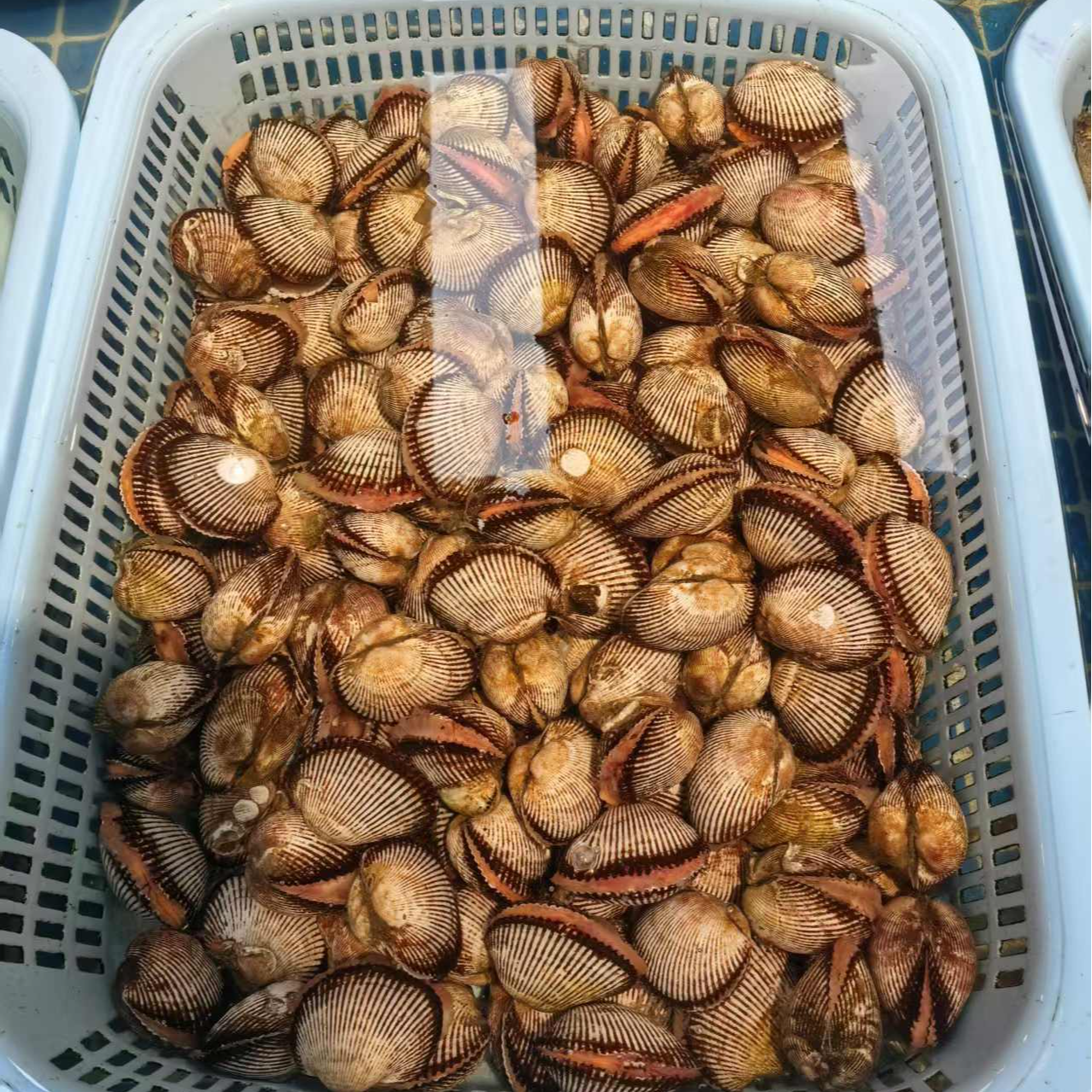 【鲜活毛蛤】顺丰冷链 包邮 江苏徐州发出 活发保活 