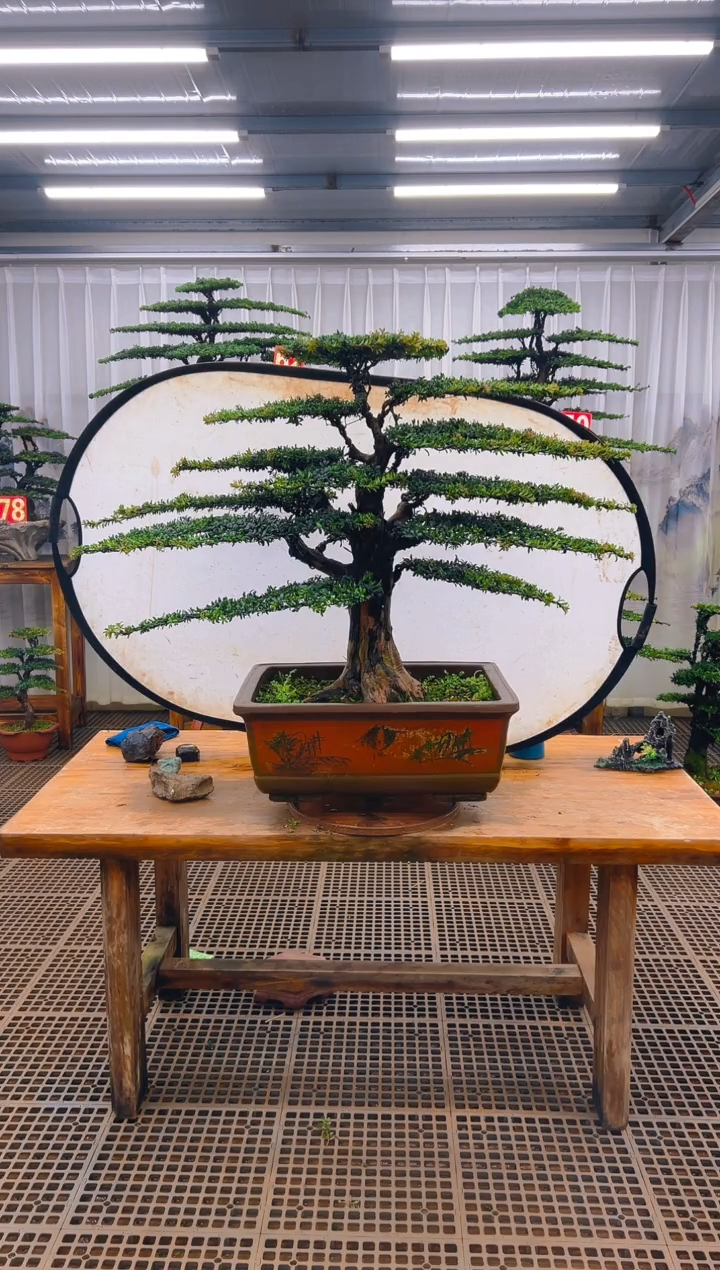 无花朵匆****乐精品盆景直播间一物一拍