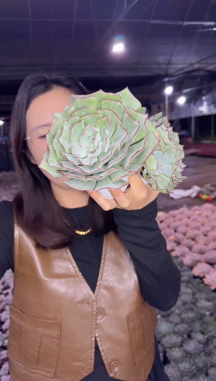 单头起剑司诺娃（挑大的）1颗6.88