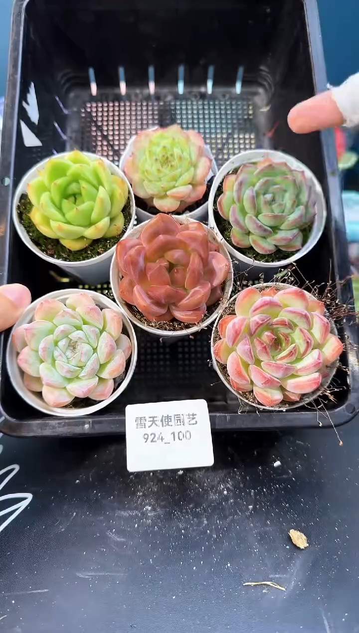 924-100多肉6颗 