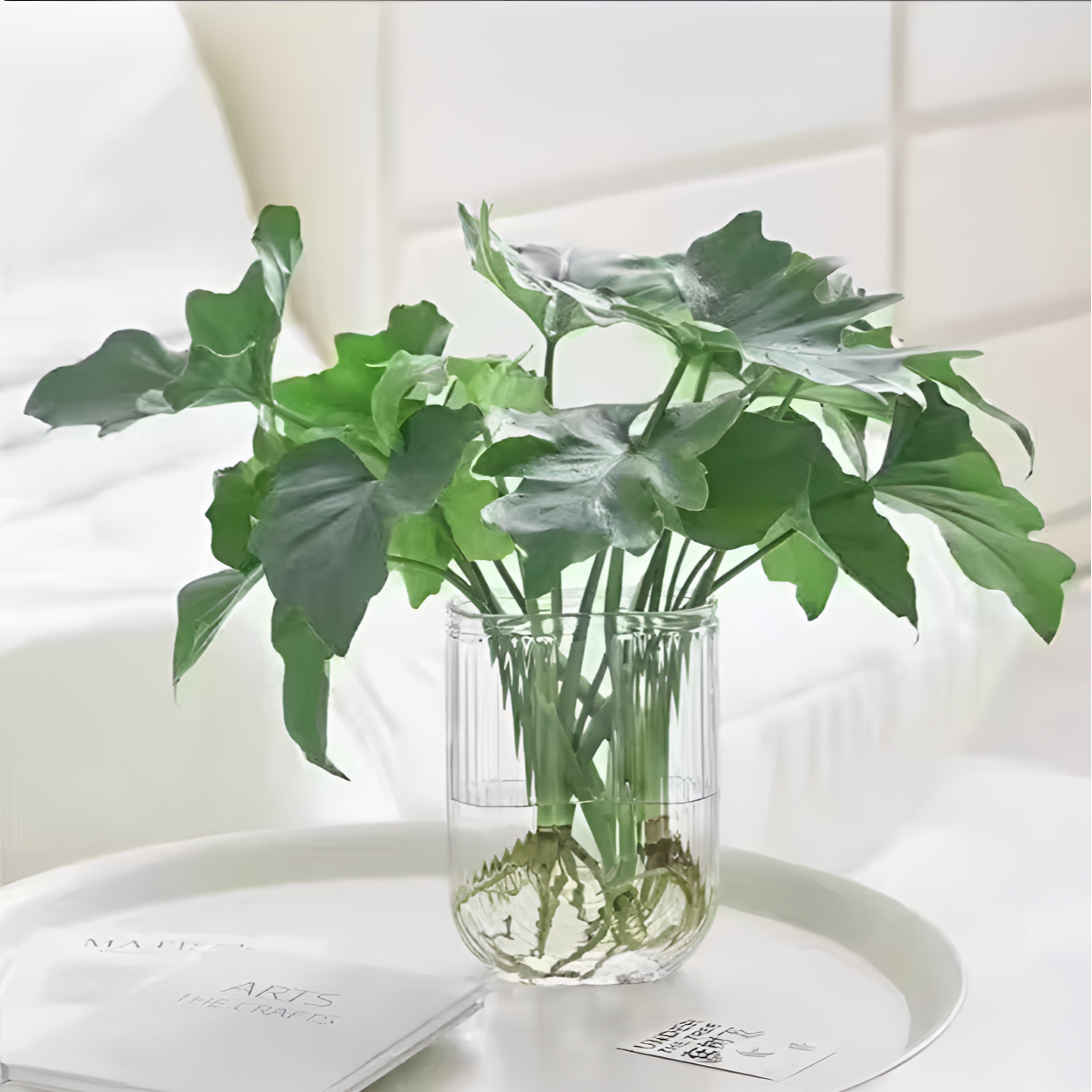 春羽水培植物盆栽客厅办公室内桌面好养绿植水养春雨吸甲醛
