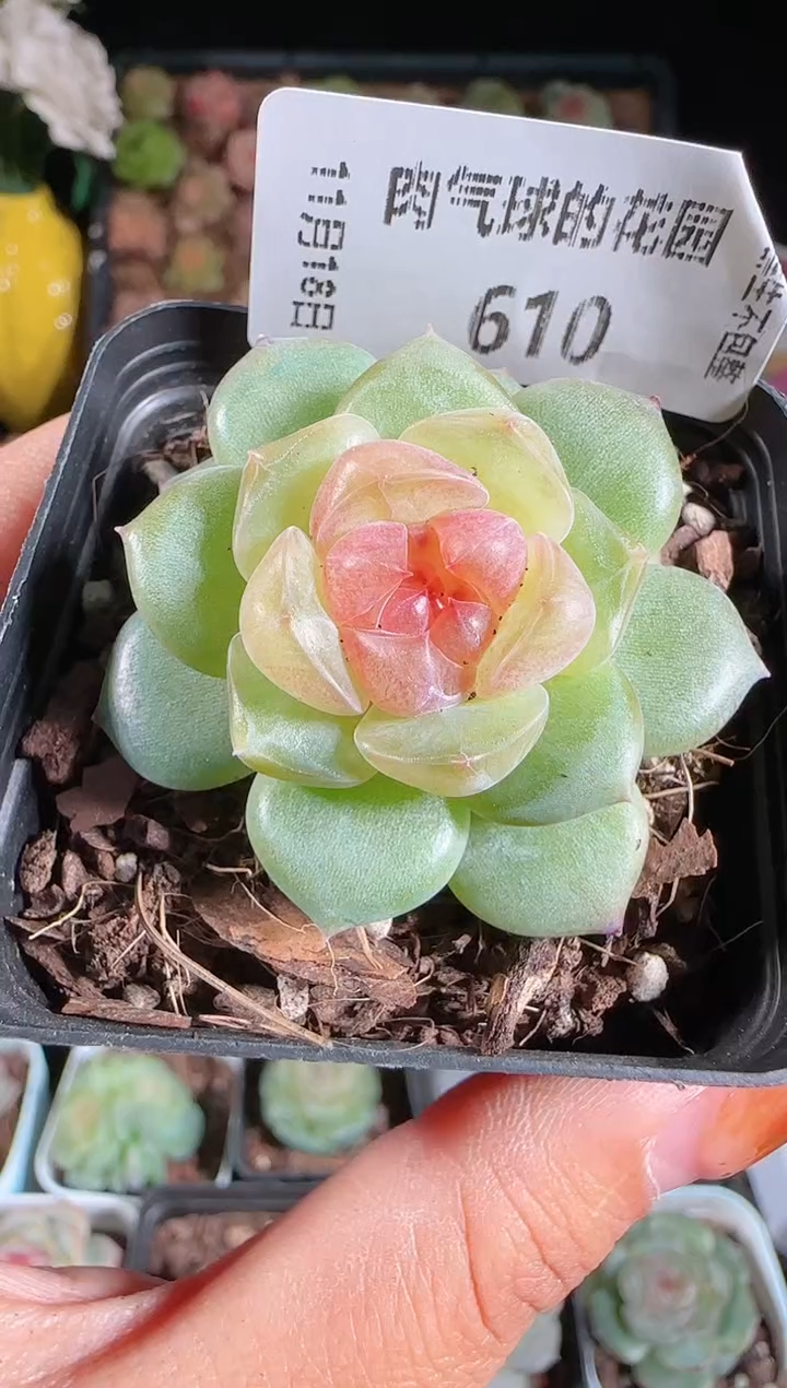  1118-610bl-4麦秆群生不包整