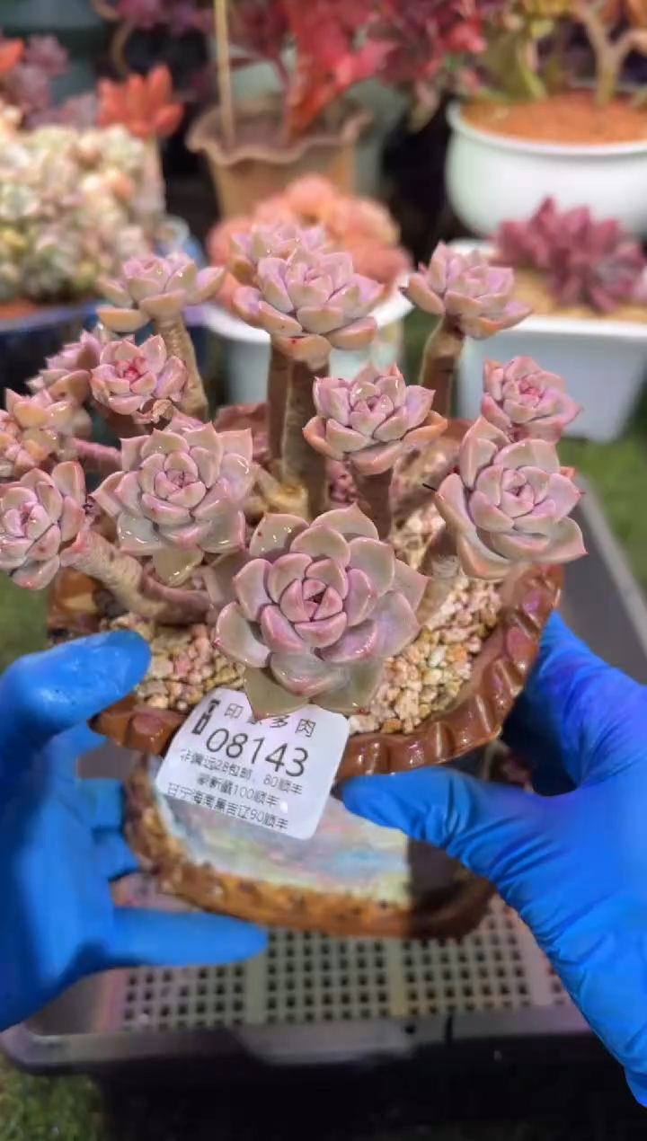 【闪购商品】08143