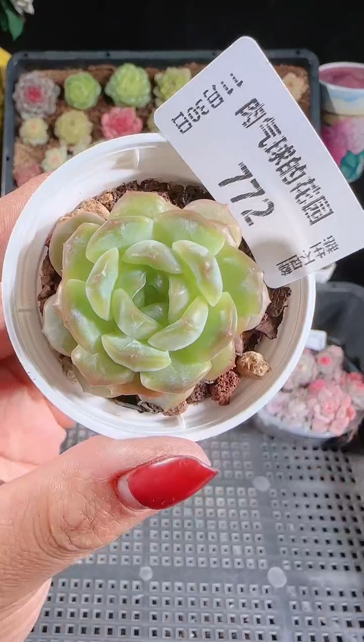 1130-772宝玉多肉群生不包整