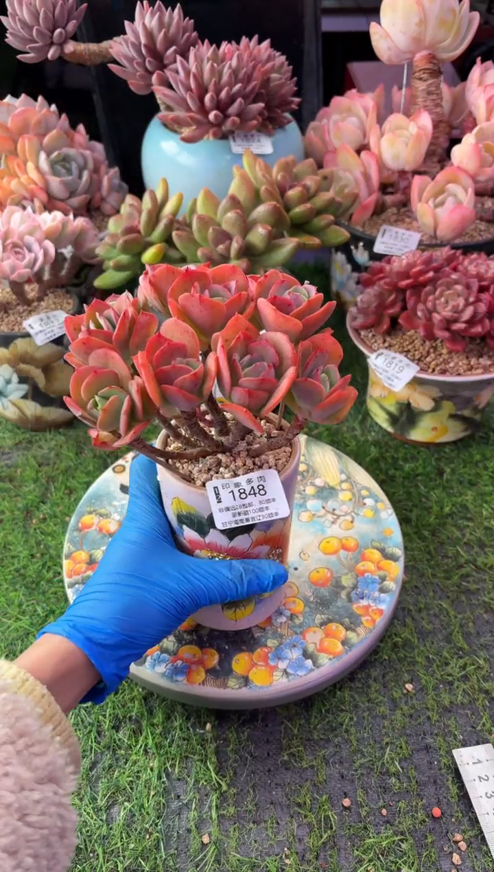 昆明印象多肉1848