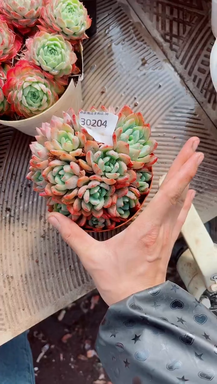 山*跃跃精品多肉30204