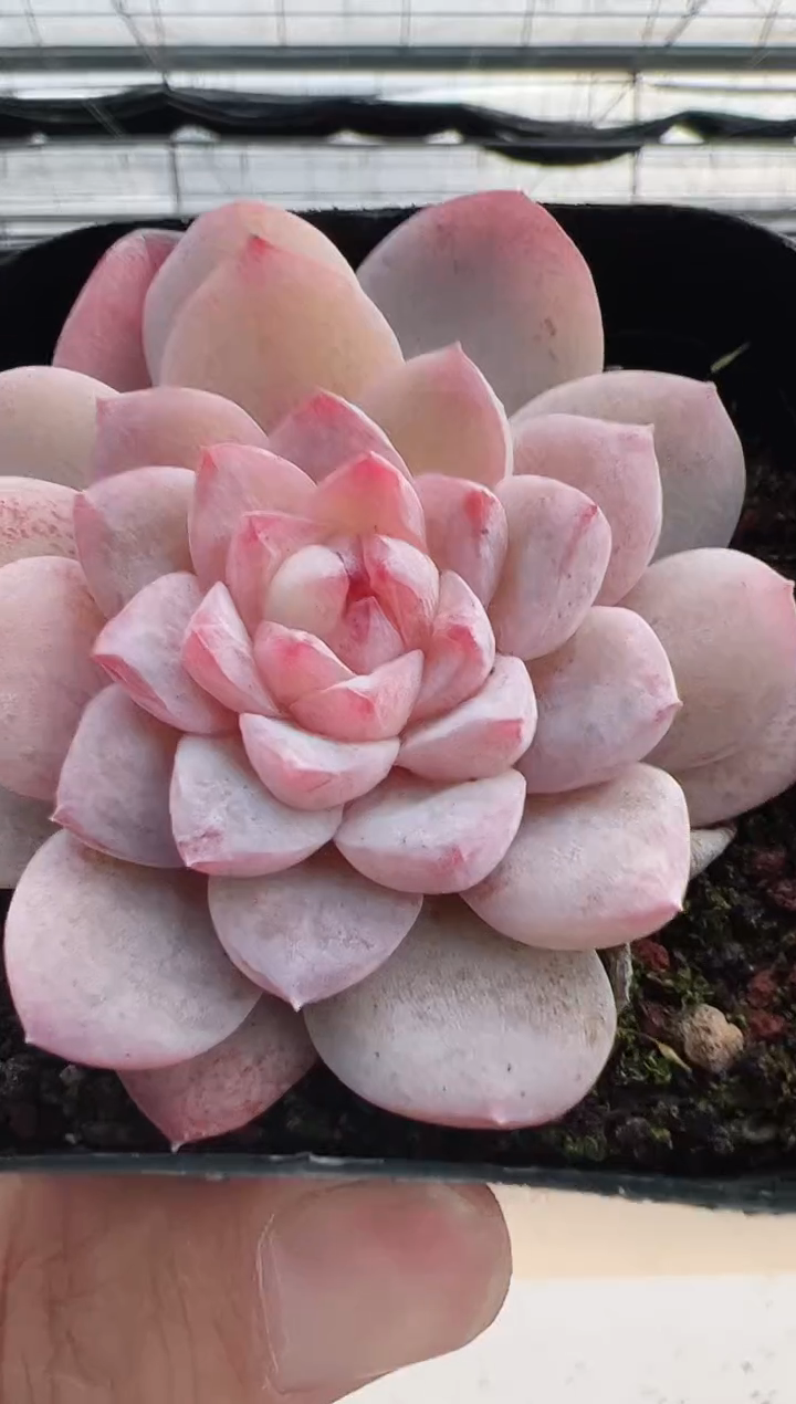 【闪购商品】新款多肉-126