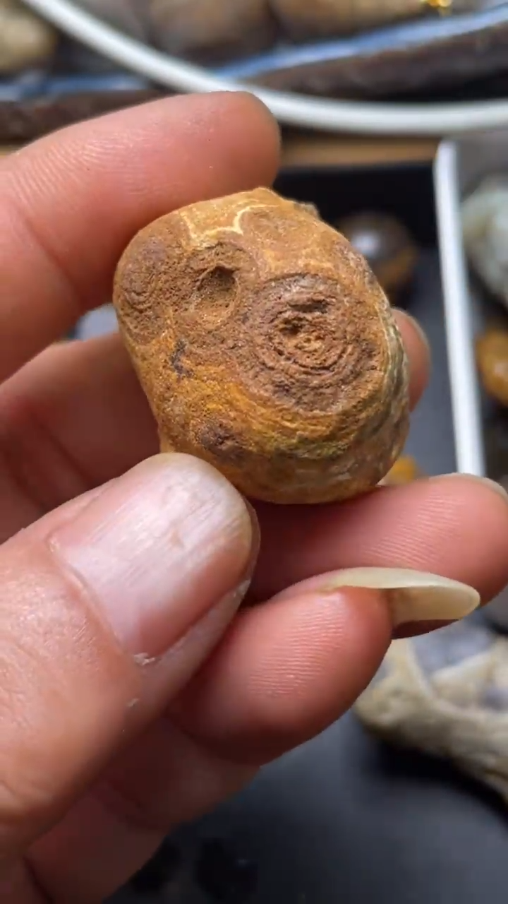 石材九眼页岩钱币石奇石227