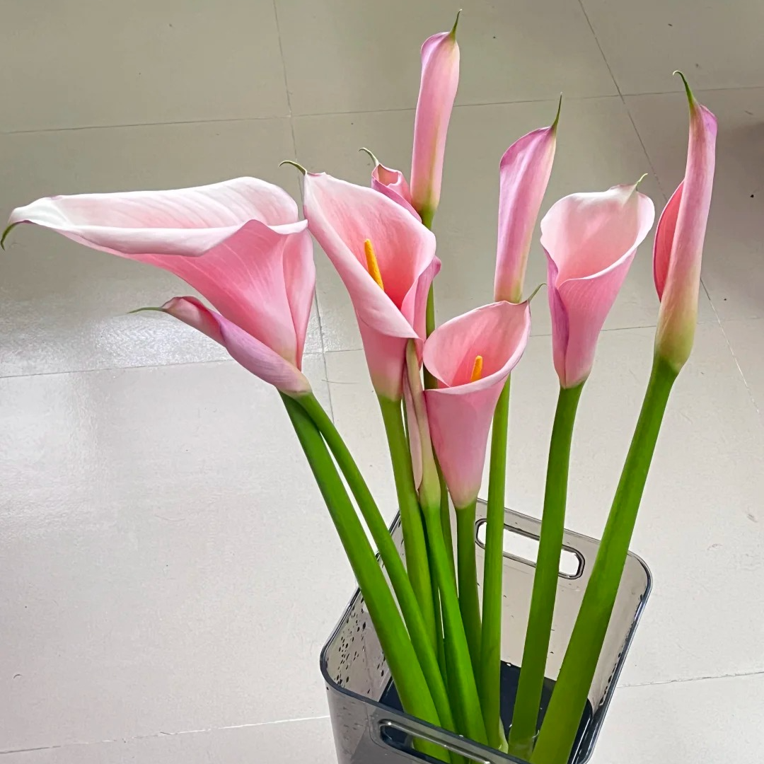 【火烈鸟马蹄莲】云南基地现采现发 一单中通两单顺丰