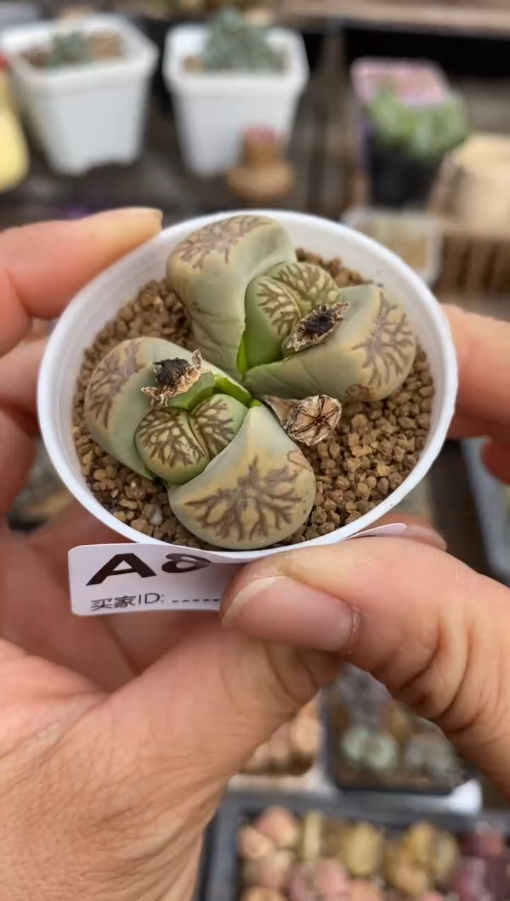 【闪购商品】8132直播一物一拍