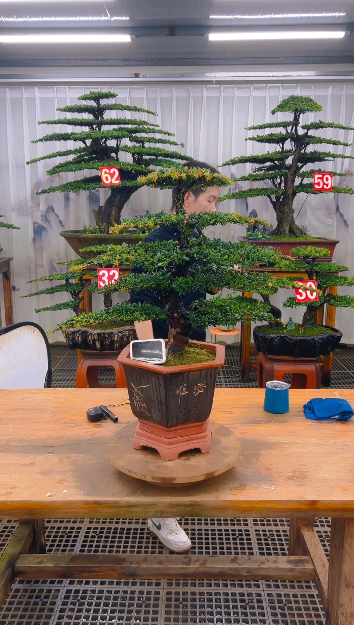 无花朵精品盆景直播间一物一拍