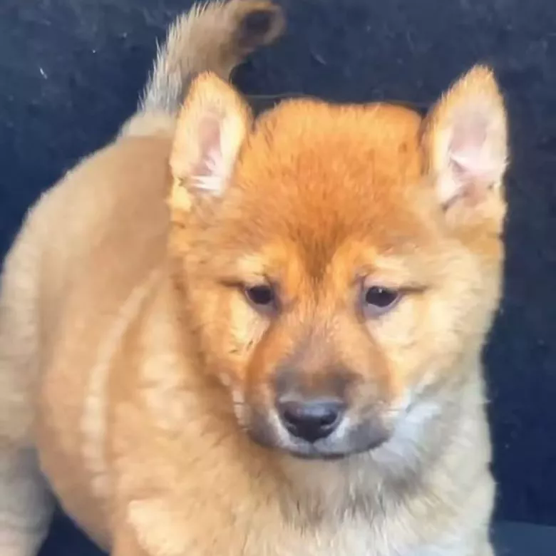 【中华田园犬】黄狗白面宠物幼犬土狗